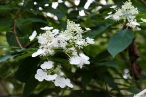 Hydrangea paniculatal Russels lace     